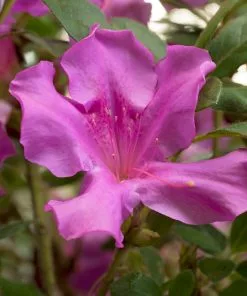 Brighter Blooms Autumn Royalty® Encore® Azalea Shrub Shrubs & Hedges