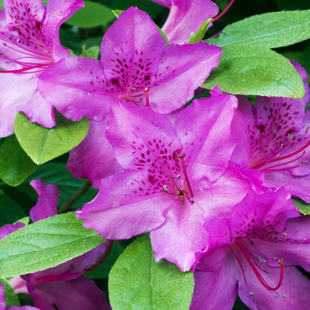 Brighter Blooms Shrubs & Hedges Karen Azalea 3 Brighter Blooms Shrubs & Hedges Karen Azalea