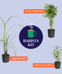 Brighter Blooms Sugar Cane Plant SHOP ALL 9 Brighter Blooms Sugar Cane Plant SHOP ALL