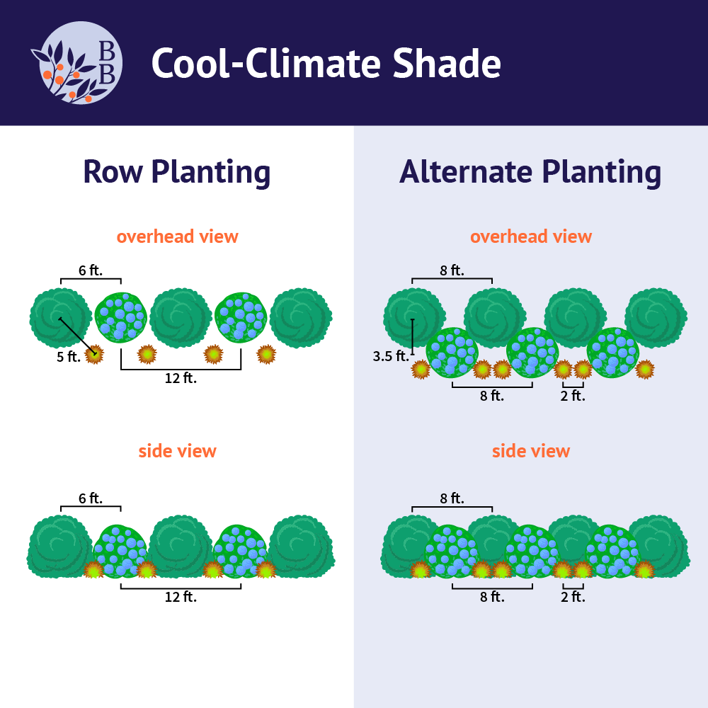 Brighter Blooms Shrubs & Hedges Cool-Climate Shade Garden Kit 3 Brighter Blooms Shrubs & Hedges Cool-Climate Shade Garden Kit