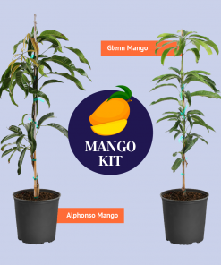 Brighter Blooms Mangos Trees Mango Kit 8 Brighter Blooms Mangos Trees Mango Kit