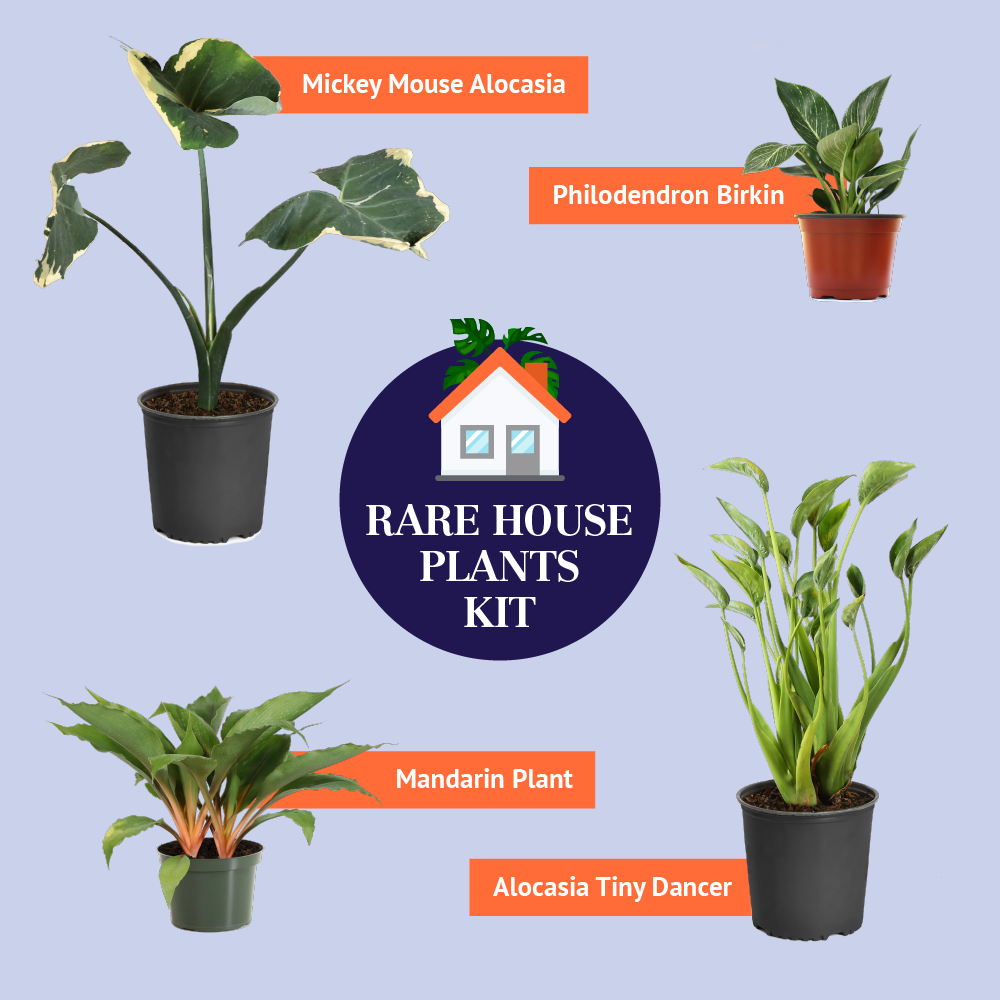 Brighter Blooms Rare House Plant Kit House & Patio 3 Brighter Blooms Rare House Plant Kit House & Patio