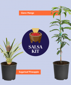 Brighter Blooms House & Patio Salsa Kit 8 Brighter Blooms House & Patio Salsa Kit