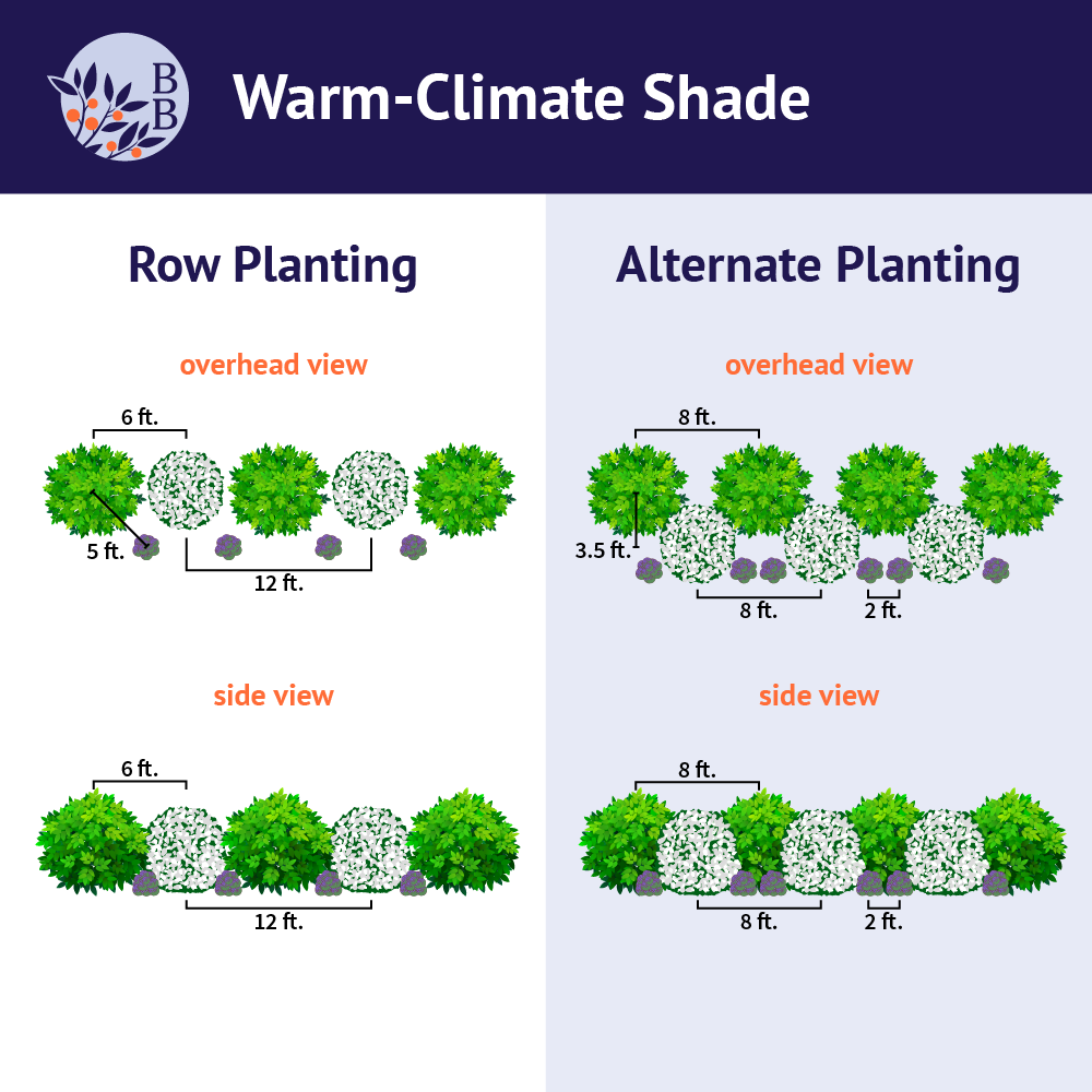 Brighter Blooms Warm-Climate Shade Garden Kit Shrubs & Hedges 3 Brighter Blooms Warm-Climate Shade Garden Kit Shrubs & Hedges