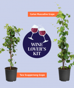Brighter Blooms Grape Vines Wine Lover's Kit