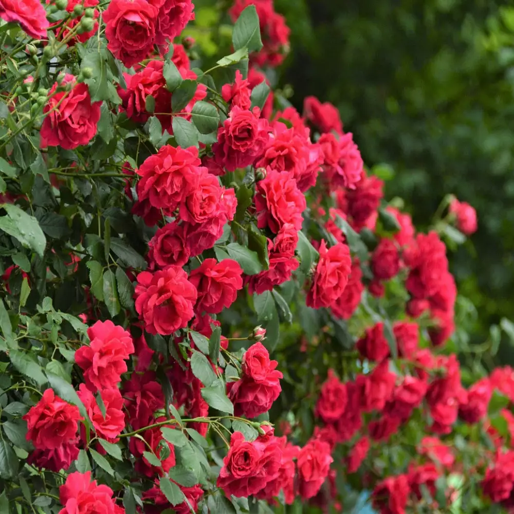 Brighter Blooms Blaze Improved Climbing Rose Roses 1 Brighter Blooms Blaze Improved Climbing Rose Roses