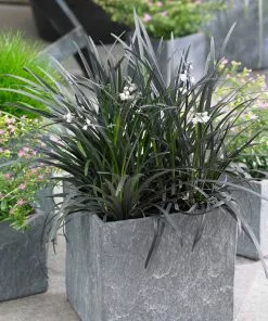 Brighter Blooms Black Mondo Grass 6 Brighter Blooms Black Mondo Grass