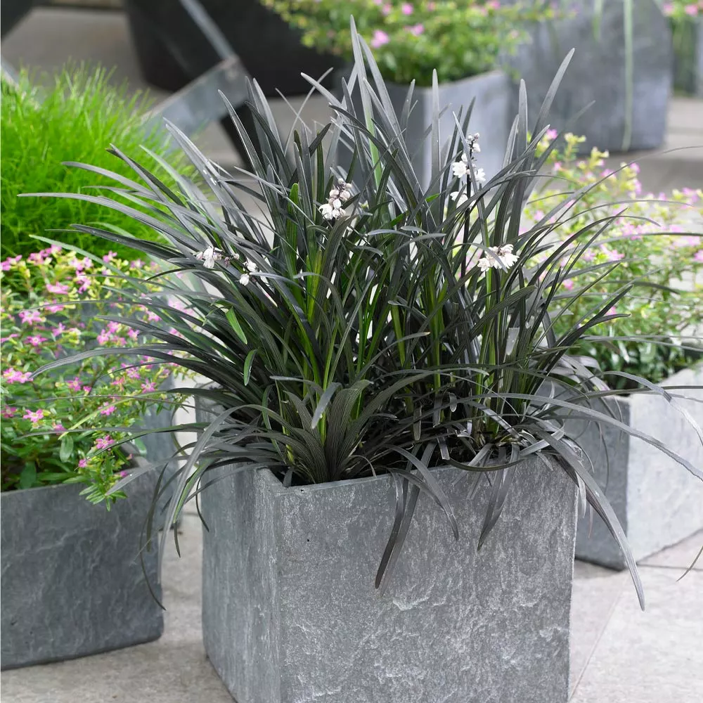 Brighter Blooms Black Mondo Grass 3 Brighter Blooms Black Mondo Grass