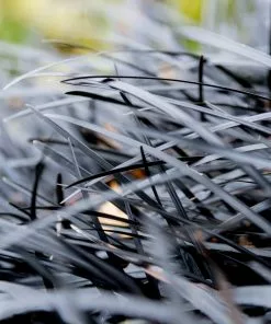 Brighter Blooms Black Mondo Grass 7 Brighter Blooms Black Mondo Grass