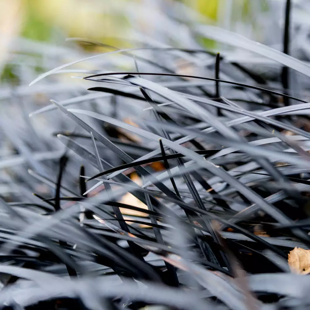 Brighter Blooms Black Mondo Grass 4 Brighter Blooms Black Mondo Grass