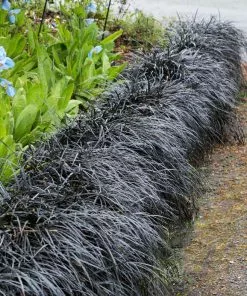 Brighter Blooms Black Mondo Grass