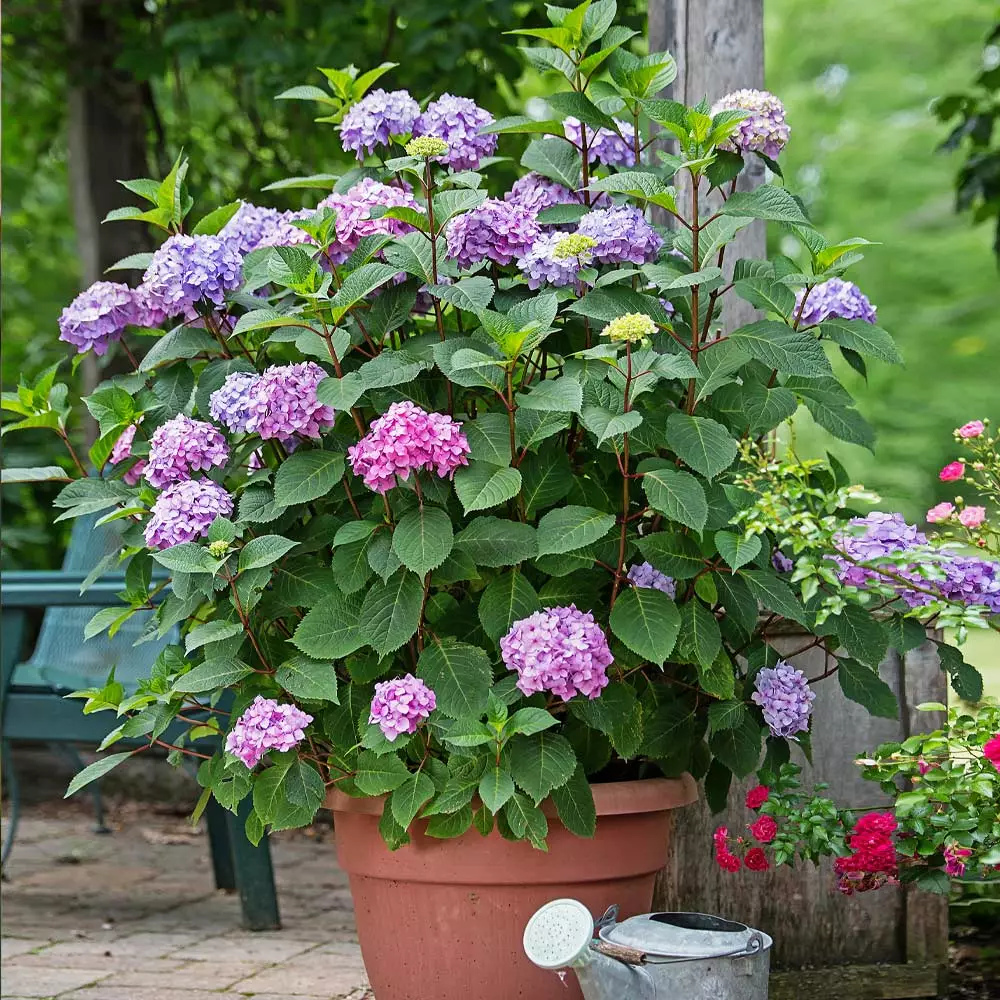 Brighter Blooms Endless Summer® BloomStruck® Hydrangea Shrub Shrubs & Hedges 2 Brighter Blooms Endless Summer® BloomStruck® Hydrangea Shrub Shrubs & Hedges