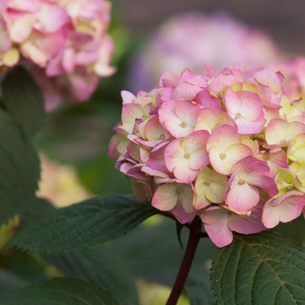 Brighter Blooms Endless Summer® BloomStruck® Hydrangea Shrub Shrubs & Hedges 4 Brighter Blooms Endless Summer® BloomStruck® Hydrangea Shrub Shrubs & Hedges