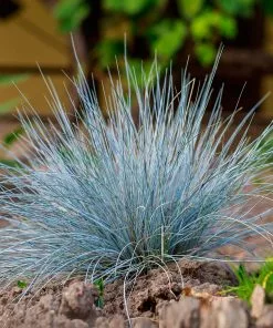 Brighter Blooms Ornamental Grasses Blue Festuca Grass (Blue Fescue)