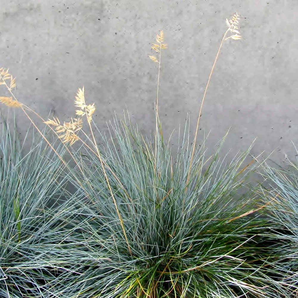 Brighter Blooms Ornamental Grasses Blue Festuca Grass (Blue Fescue) 3 Brighter Blooms Ornamental Grasses Blue Festuca Grass (Blue Fescue)