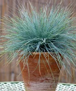 Brighter Blooms Ornamental Grasses Blue Festuca Grass (Blue Fescue) 8 Brighter Blooms Ornamental Grasses Blue Festuca Grass (Blue Fescue)