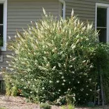 Brighter Blooms Shrubs & Hedges White Profusion Butterfly Bush