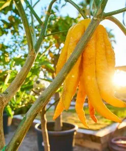 Brighter Blooms Buddha's Hand Citron Tree 8 Brighter Blooms Buddha's Hand Citron Tree