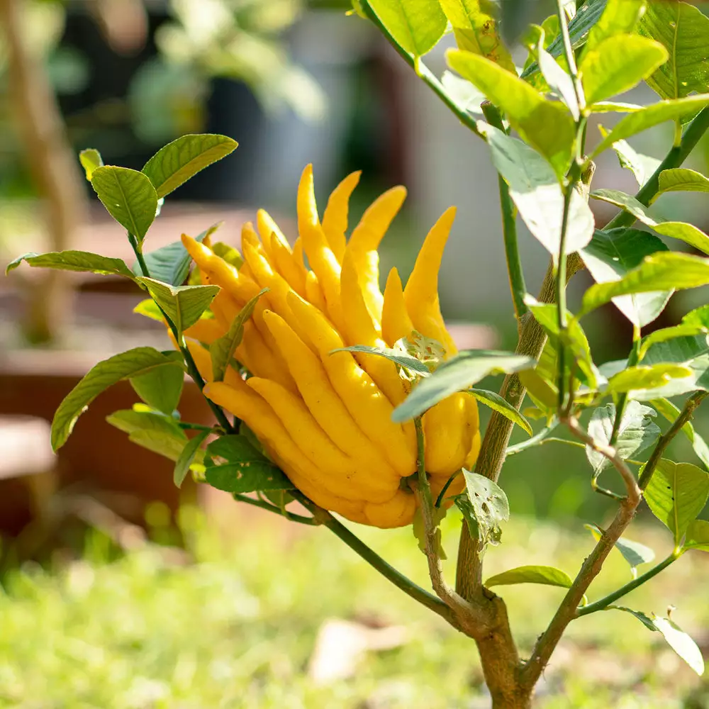 Brighter Blooms Buddha's Hand Citron Tree 2 Brighter Blooms Buddha's Hand Citron Tree