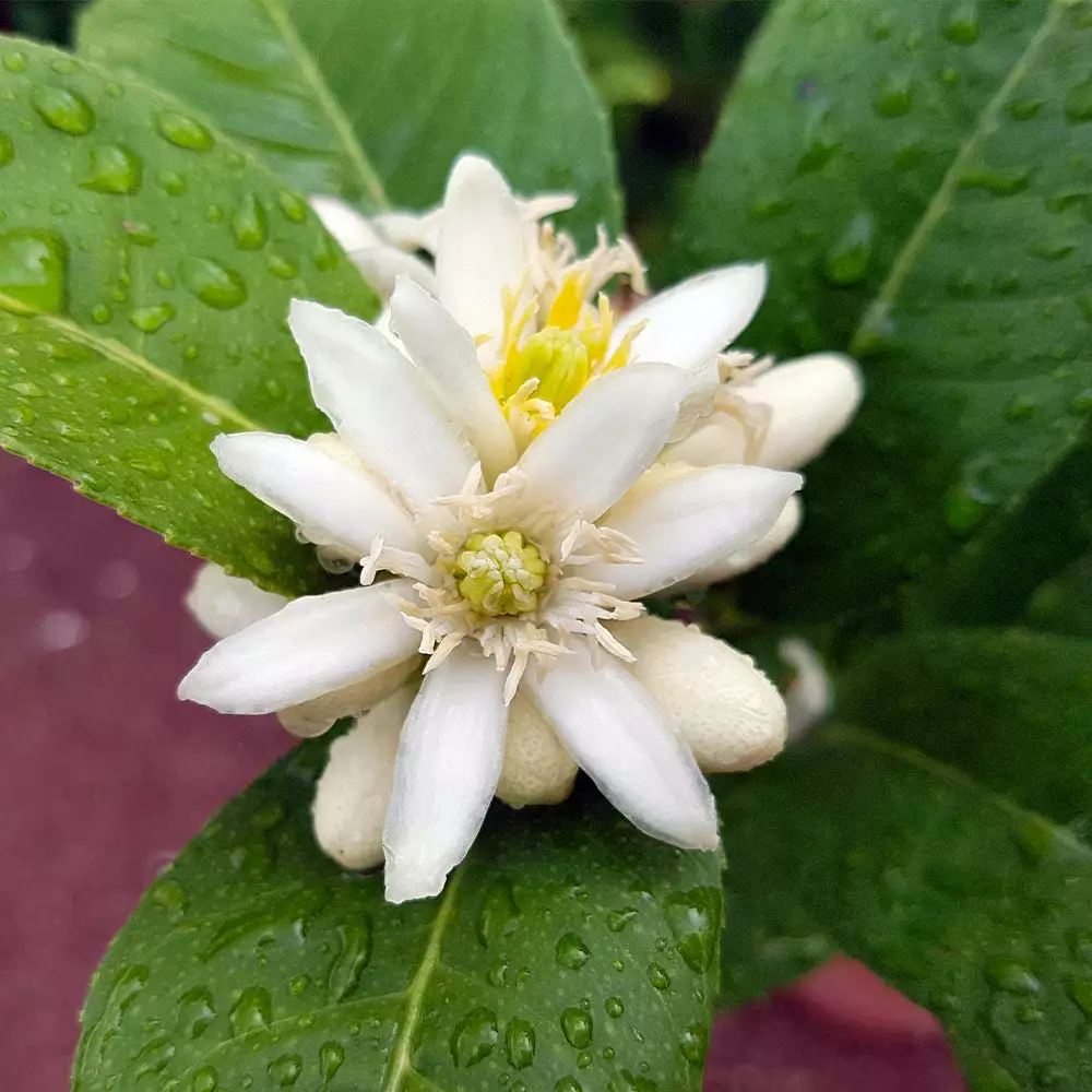 Brighter Blooms Buddha's Hand Citron Tree 5 Brighter Blooms Buddha's Hand Citron Tree