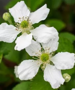 Brighter Blooms Fruit Trees Bushel And Berry® Baby Cakes Blackberry® Bush