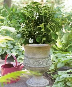 Brighter Blooms Fruit Trees Bushel And Berry® Baby Cakes Blackberry® Bush