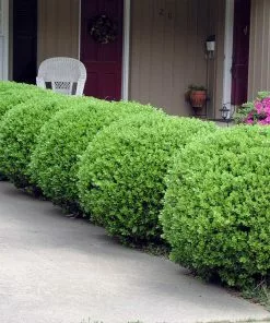 Brighter Blooms Baby Gem™ Boxwood Shrub 9 Brighter Blooms Baby Gem™ Boxwood Shrub
