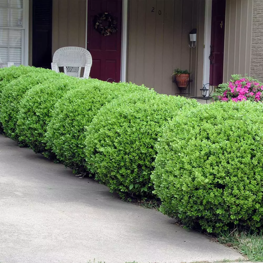 Brighter Blooms Baby Gem™ Boxwood Shrub 5 Brighter Blooms Baby Gem™ Boxwood Shrub