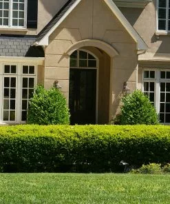 Brighter Blooms Baby Gem™ Boxwood Shrub 7 Brighter Blooms Baby Gem™ Boxwood Shrub