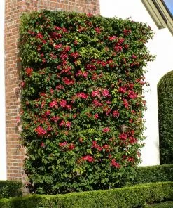 Brighter Blooms Barbara Karst Bougainvillea SHOP ALL 9 Brighter Blooms Barbara Karst Bougainvillea SHOP ALL