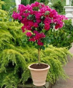 Brighter Blooms Barbara Karst Bougainvillea SHOP ALL 11 Brighter Blooms Barbara Karst Bougainvillea SHOP ALL