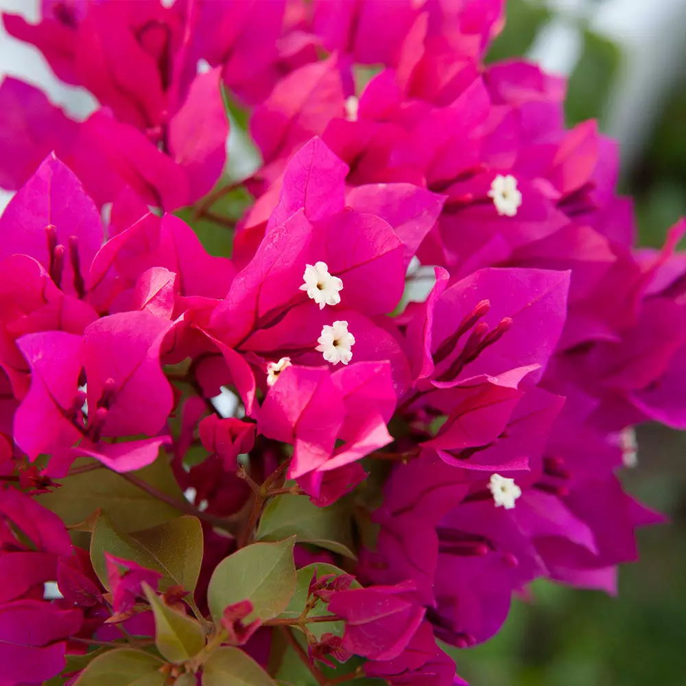 Brighter Blooms Barbara Karst Bougainvillea SHOP ALL 4 Brighter Blooms Barbara Karst Bougainvillea SHOP ALL