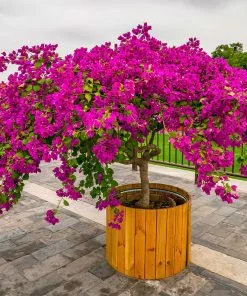 Brighter Blooms Barbara Karst Bougainvillea SHOP ALL 12 Brighter Blooms Barbara Karst Bougainvillea SHOP ALL