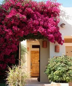 Brighter Blooms Barbara Karst Bougainvillea SHOP ALL