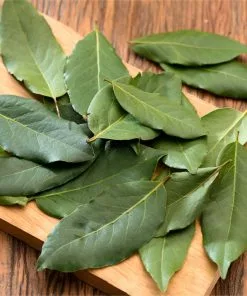 Brighter Blooms Bay Laurel Evergreen & Privacy 9 Brighter Blooms Bay Laurel Evergreen & Privacy