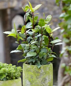 Brighter Blooms Bay Laurel Evergreen & Privacy 8 Brighter Blooms Bay Laurel Evergreen & Privacy