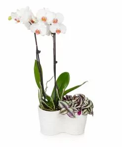 Brighter Blooms White Orchid And Zebrina Plant SHOP ALL