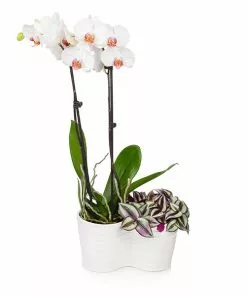 Brighter Blooms White Orchid And Zebrina Plant SHOP ALL