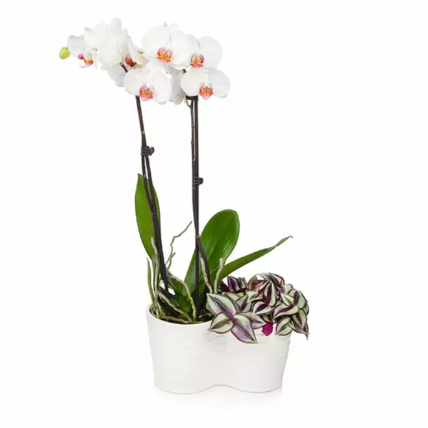 Brighter Blooms White Orchid And Zebrina Plant SHOP ALL 1 Brighter Blooms White Orchid And Zebrina Plant SHOP ALL