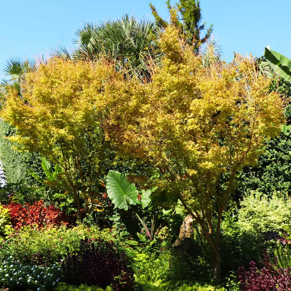 Brighter Blooms Japanese Maples Bihou Japanese Maple Tree 4 Brighter Blooms Japanese Maples Bihou Japanese Maple Tree