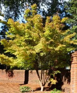 Brighter Blooms Japanese Maples Bihou Japanese Maple Tree