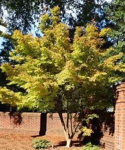 Brighter Blooms Japanese Maples Bihou Japanese Maple Tree