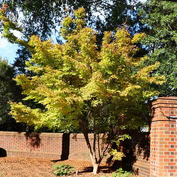 Brighter Blooms Japanese Maples Bihou Japanese Maple Tree 1 Brighter Blooms Japanese Maples Bihou Japanese Maple Tree