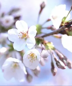 Brighter Blooms Dwarf Bing Cherry Cherry Trees