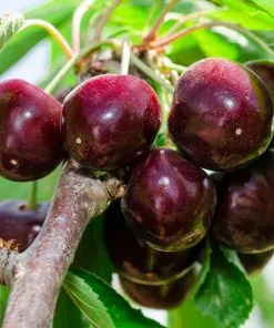 Brighter Blooms Dwarf Bing Cherry Cherry Trees