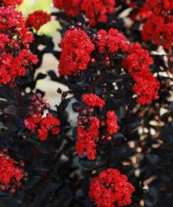 Brighter Blooms Flowering Trees Black Diamond® Radiant Red Crape Myrtle 7 Brighter Blooms Flowering Trees Black Diamond® Radiant Red Crape Myrtle