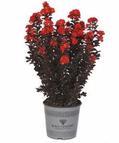 Brighter Blooms Flowering Trees Black Diamond® Radiant Red Crape Myrtle 8 Brighter Blooms Flowering Trees Black Diamond® Radiant Red Crape Myrtle