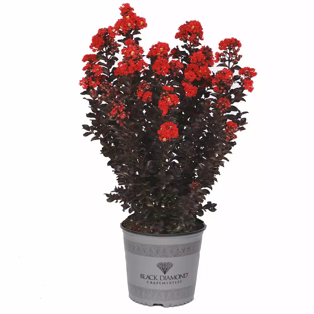 Brighter Blooms Flowering Trees Black Diamond® Radiant Red Crape Myrtle 4 Brighter Blooms Flowering Trees Black Diamond® Radiant Red Crape Myrtle