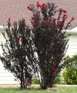 Brighter Blooms Flowering Trees Black Diamond® Radiant Red Crape Myrtle 9 Brighter Blooms Flowering Trees Black Diamond® Radiant Red Crape Myrtle