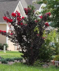Brighter Blooms Flowering Trees Black Diamond® Radiant Red Crape Myrtle